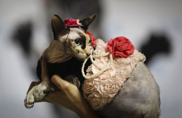 一名女士在白俄羅斯明斯克舉行的為期兩天的貓展上展示穿著時髦的貓 - 俄羅斯衛星通訊社