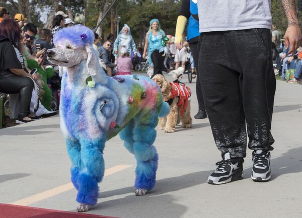狗狗和它们的主人在加州长滩一年一度的万圣节狗狗变装大游行上走红地毯 - 俄罗斯卫星通讯社