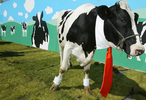  一頭牛在離馬德里不遠的聖塞巴斯蒂安德洛斯雷耶斯展示西班牙時裝設計師大衛·德爾芬的領帶 - 俄羅斯衛星通訊社