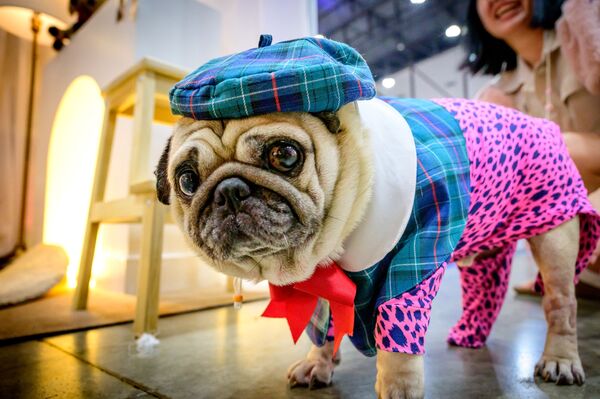 曼谷舉行的泰國國際寵物博覽會上一隻身著格子圖案服飾的哈巴狗 - 俄羅斯衛星通訊社