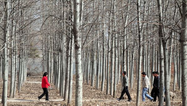 Люди идут через лес в Пекине  - 俄羅斯衛星通訊社