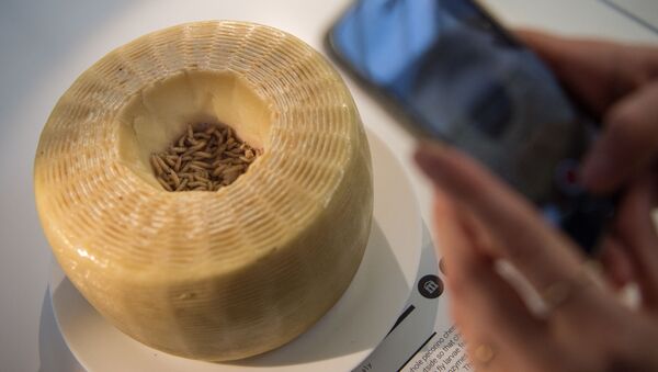 法国Disgusting Food博物馆中展出的活蛆奶酪。 - 俄罗斯卫星通讯社