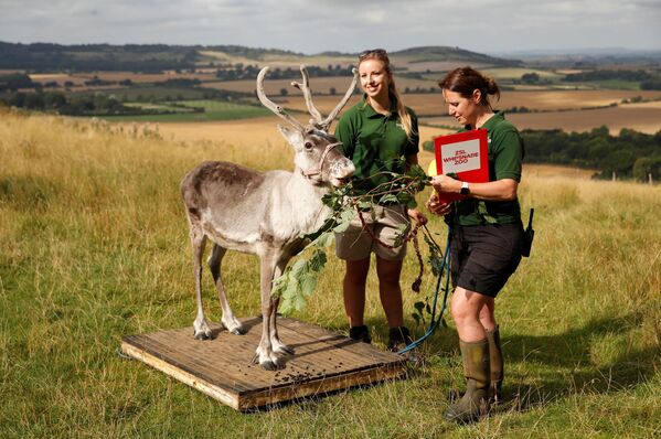 英国“惠普斯奈德”动物园工作人员为驯鹿测量体重。 - 俄罗斯卫星通讯社