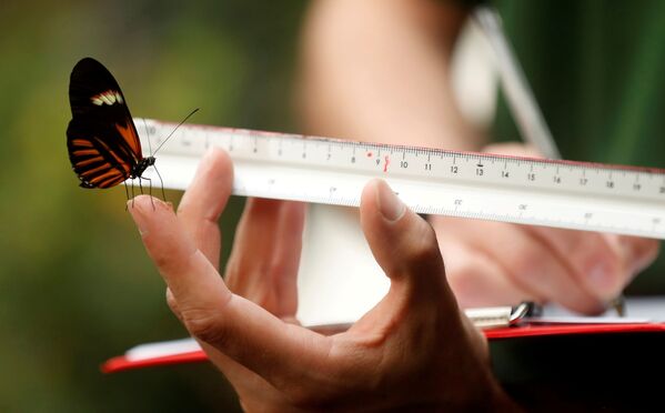 英國“惠普斯奈德”動物園工作人員為蝴蝶測量體重。 - 俄羅斯衛星通訊社