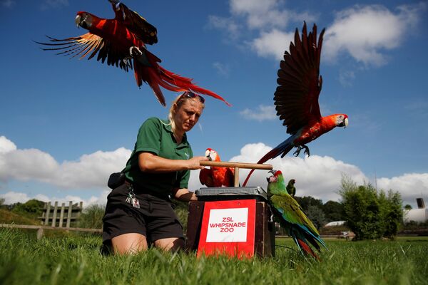 英國“惠普斯奈德”動物園工作人員為金剛鸚鵡測量體重。 - 俄羅斯衛星通訊社
