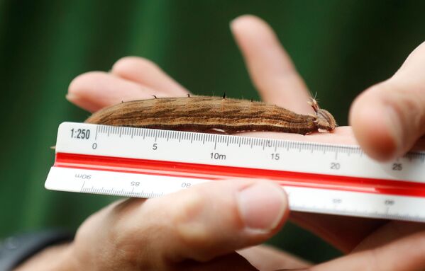 英國“惠普斯奈德”動物園工作人員為毛蟲測量體重。 - 俄羅斯衛星通訊社