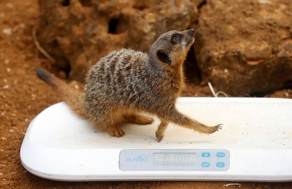 英国“惠普斯奈德”动物园工作人员为灰沼狸测量体重。 - 俄罗斯卫星通讯社