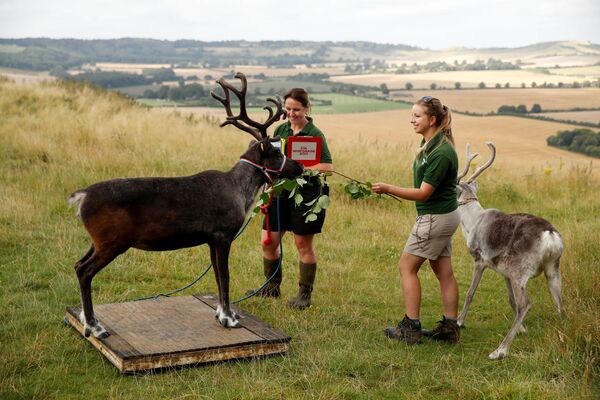 英国“惠普斯奈德”动物园工作人员为驯鹿测量体重。 - 俄罗斯卫星通讯社