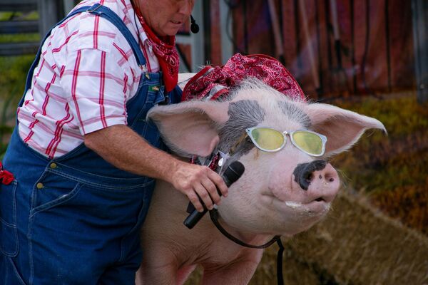 美国路易斯维尔，农民在肯塔基州博览会上演的《The Pork Chop Revue喜剧节目中给猪麦克风“唱歌”。 - 俄罗斯卫星通讯社