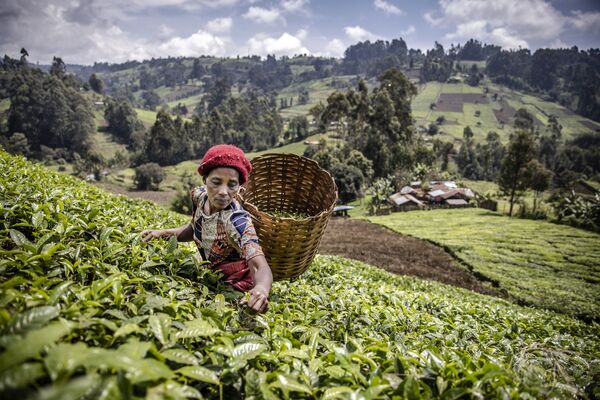 一名肯尼亚妇女在穆兰加马蒂奥亚县种植园采摘茶叶。 - 俄罗斯卫星通讯社