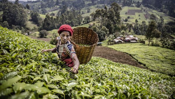 Кенийская женщина собирает чайные листья на плантации в округе Матиоя, Муранга - 俄罗斯卫星通讯社