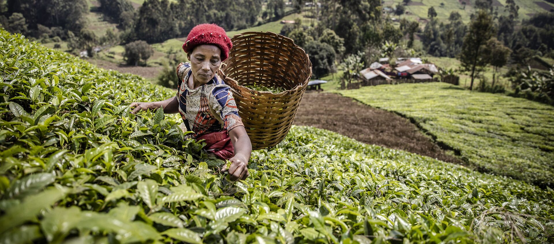 Кенийская женщина собирает чайные листья на плантации в округе Матиоя, Муранга - 俄羅斯衛星通訊社, 1920, 14.11.2021