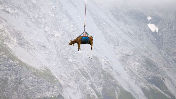 Перевозка коровы вертолетом с высокогорных альпийских лугов в Швейцарии - 俄羅斯衛星通訊社
