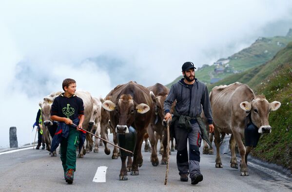 瑞士，牧民们赶着牛群走在前往乌尔内尔博登的路上。 - 俄罗斯卫星通讯社