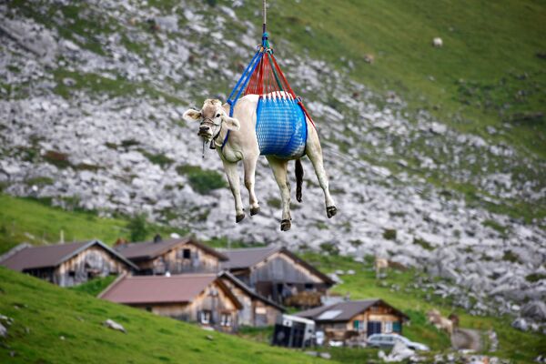 瑞士，人们用直升机把奶牛从高山草甸空运下山。 - 俄罗斯卫星通讯社