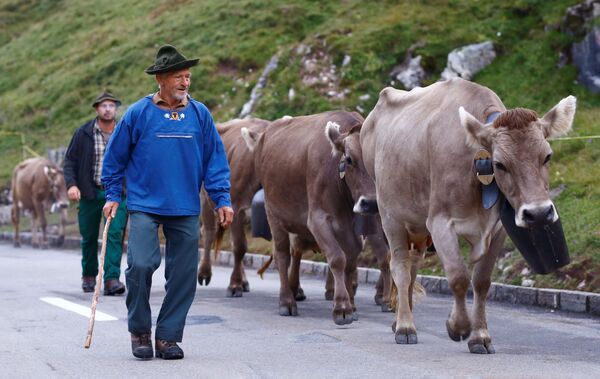 瑞士，牧民们赶着牛群走在前往乌尔内尔博登的路上。 - 俄罗斯卫星通讯社