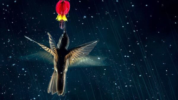 运动的艺术：2021年度鸟类摄影师大赛获奖作品一览 - 俄罗斯卫星通讯社