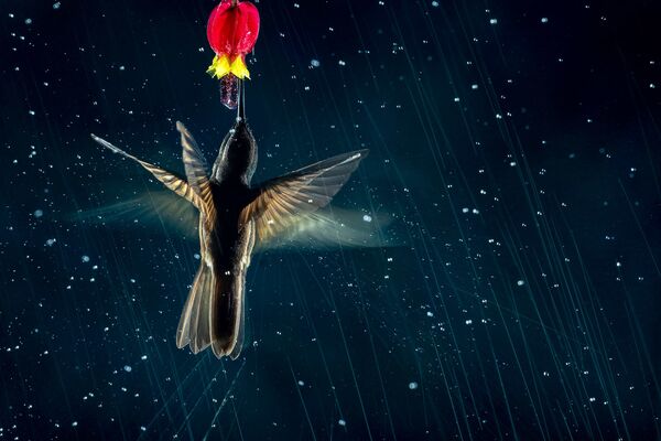 運動的藝術：2021年度鳥類攝影師大賽獲獎作品一覽 - 俄羅斯衛星通訊社