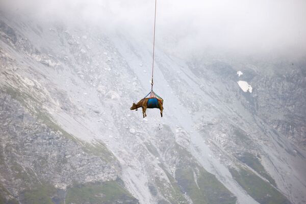 直升机转移瑞士阿尔卑斯山地牧场的奶牛。 - 俄罗斯卫星通讯社