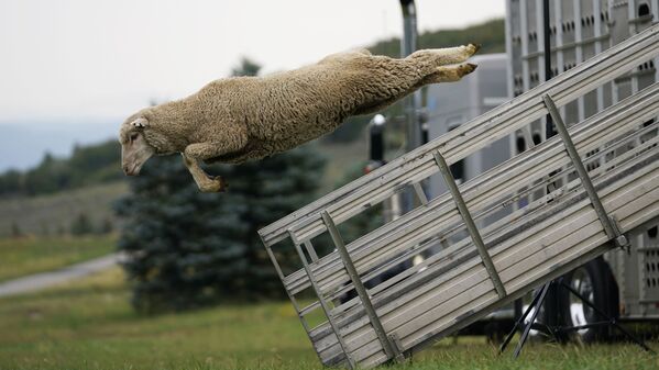 美國士兵谷經典牧羊犬錦標賽（Soldier Hollow Classic Sheepdog Championship）的參賽綿羊從卡車上跳出。 - 俄羅斯衛星通訊社