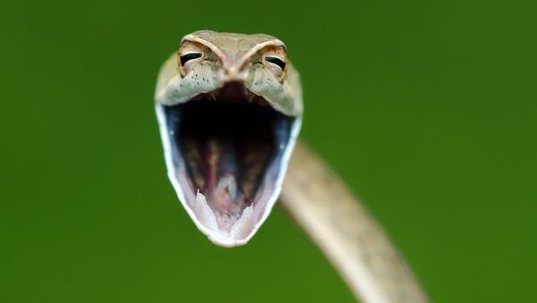印度摄影师阿迪特亚•克什尔萨加尔（Aditia Kshirsagar）拍摄作品《笑蛇》（Laughing snake）入围2021年“喜剧野生动物摄影奖”决赛评选。 - 俄罗斯卫星通讯社