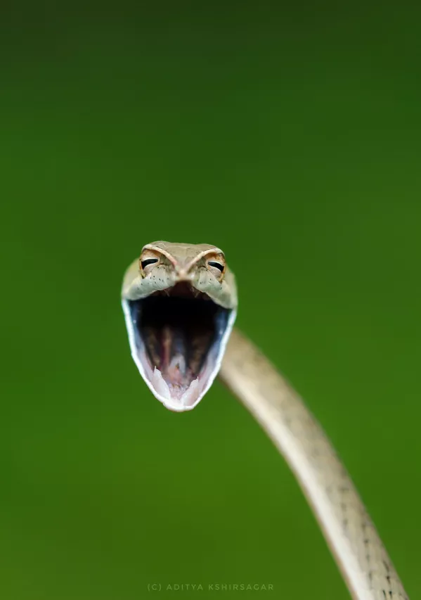 印度攝影師阿迪特亞•克什爾薩加爾(Aditia Kshirsagar)拍攝作品《笑蛇》(Laughing snake)入圍2021年“喜劇野生動物攝影獎”決賽評選。 印度攝影師阿迪特亞•克什爾薩加爾(Aditia Kshirsagar)拍攝作品《笑蛇》(Laughing snake)入圍2021年“喜劇野生動物攝影獎”決賽評選。 - 俄羅斯衛星通訊社