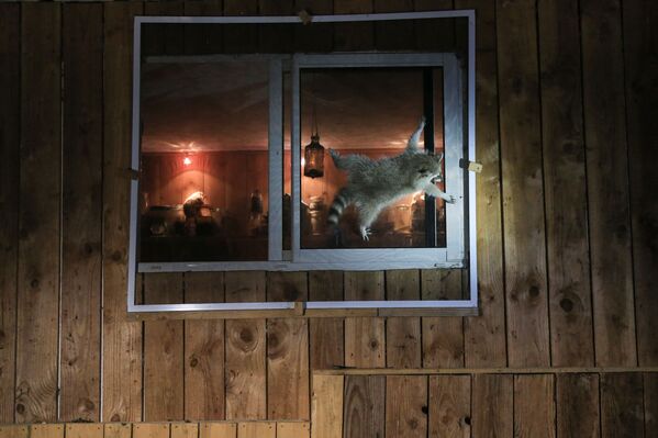 法国摄影师尼古拉斯•德•范尔克斯（Nicolas de VAULX）拍摄作品《你是怎么打开那个讨厌的窗户？》（How do you get that damn window open?）入围2021年“喜剧野生动物摄影奖”决赛评选。 - 俄罗斯卫星通讯社