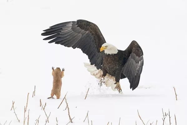 美國攝影師阿瑟•特雷維諾(Arthur Trevino)拍攝作品《草原忍者狗!》(Ninja Prairie Dog!)入圍2021年“喜劇野生動物攝影獎”決賽評選。 美國攝影師阿瑟•特雷維諾(Arthur Trevino)拍攝作品《草原忍者狗!》(Ninja Prairie Dog!)入圍2021年“喜劇野生動物攝影獎”決賽評選。 - 俄羅斯衛星通訊社