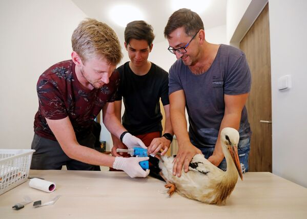 Работники приюта для животных прикрепляют аисту новую ногу, напечатанную на 3D-принтере - 俄羅斯衛星通訊社