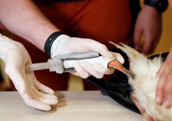 Работники приюта для животных прикрепляют аисту новую ногу, напечатанную на 3D-принтере - 俄罗斯卫星通讯社
