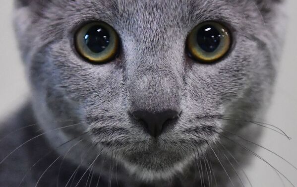 品种如何影响猫的个性 - 俄罗斯卫星通讯社