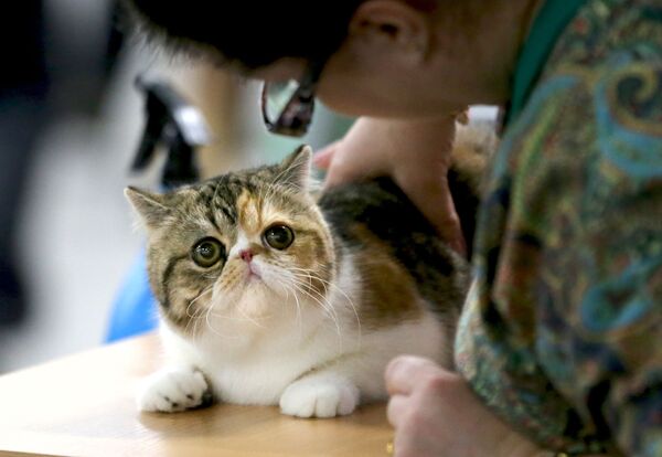品种如何影响猫的个性 - 俄罗斯卫星通讯社
