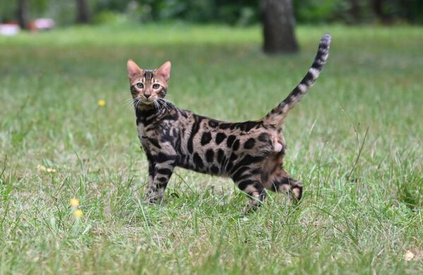品種如何影響貓的個性 - 俄羅斯衛星通訊社