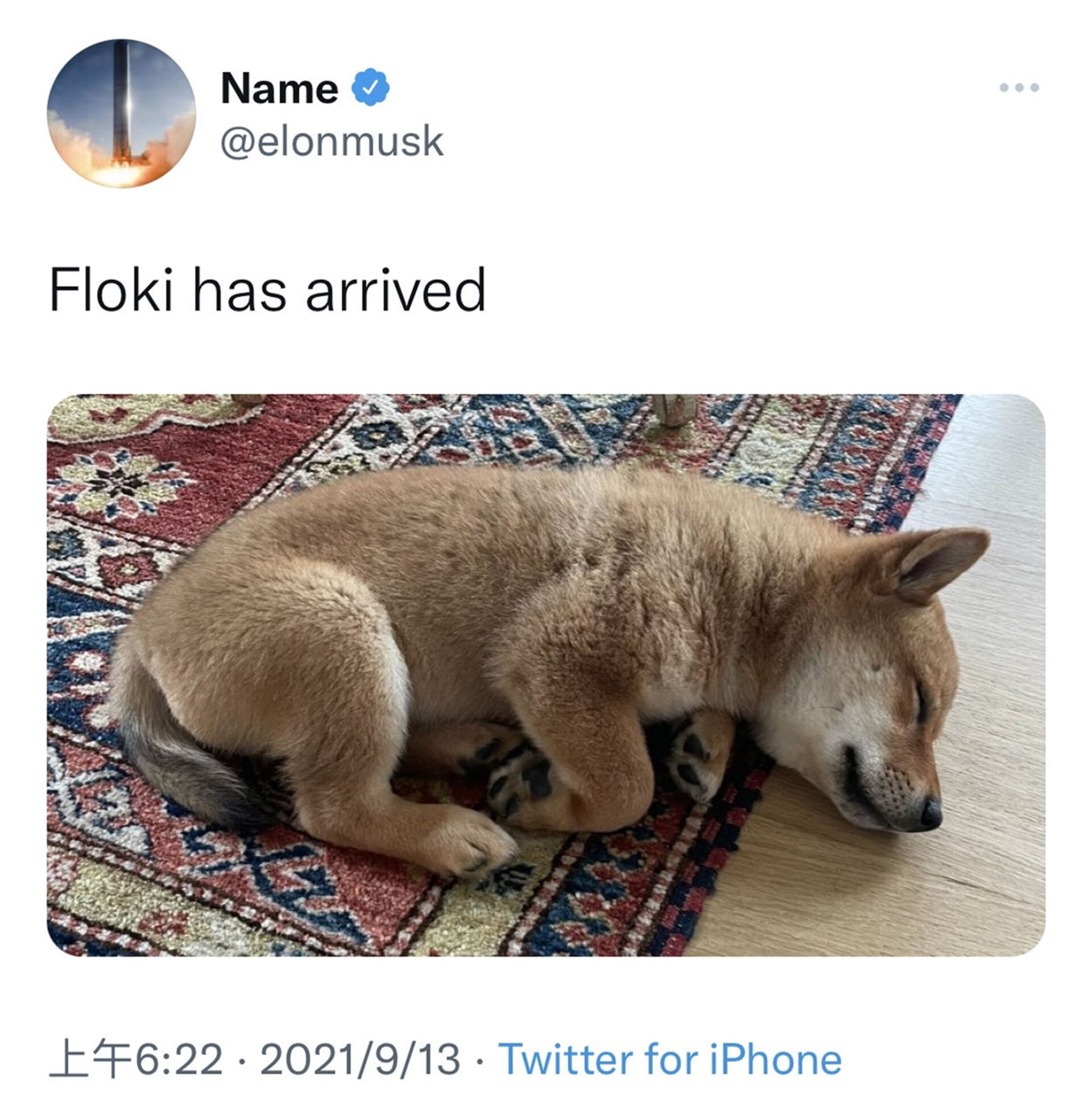 马斯克在推特发布新宠物狗Floki首张照片 - 俄罗斯卫星通讯社, 1920, 14.09.2021