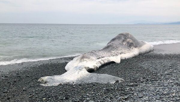 一頭14米長的抹香鯨被衝上日本海岸  - 俄羅斯衛星通訊社