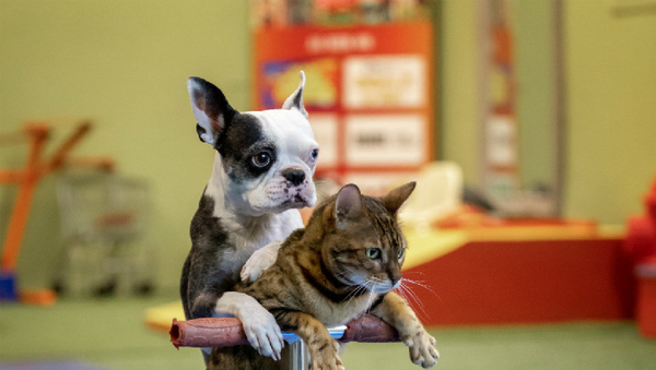 Собака Лоллипоп и кошка Сашими вошли в книгу рекордов Гиннесса, прокатившись на самокате - 俄羅斯衛星通訊社