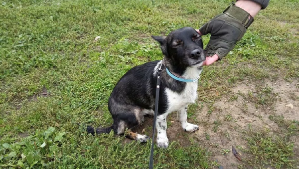 Собаку, потерявшуюся в аэропорту Домодедово, нашли - 俄羅斯衛星通訊社