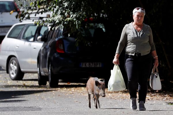 寻找食物的小公猪，意大利罗马 - 俄罗斯卫星通讯社