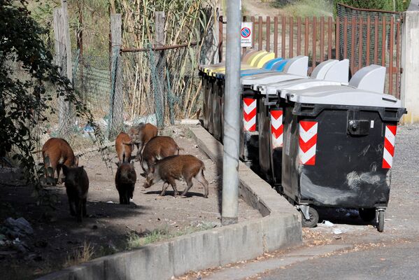  正在尋找食物的野豬，意大利羅馬  - 俄羅斯衛星通訊社