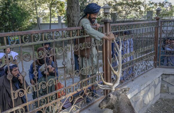 一名塔利班战士在喀布尔动物园的兽栏里抚摸一只鹿 - 俄罗斯卫星通讯社