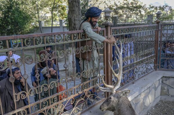 塔利班*武装分子抚摸喀布尔动物园里的鹿。 - 俄罗斯卫星通讯社