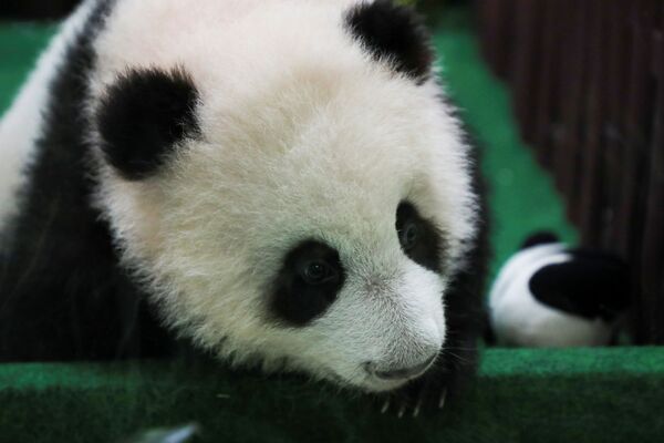 馬來西亞國家動物園向遊客展示中國大熊貓幼崽。 - 俄羅斯衛星通訊社