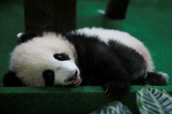 馬來西亞國家動物園向遊客展示中國大熊貓幼崽。 - 俄羅斯衛星通訊社