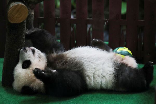 馬來西亞國家動物園熊貓館的中國大熊貓。 - 俄羅斯衛星通訊社