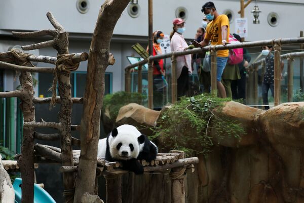 馬來西亞國家動物園熊貓館的中國大熊貓。 - 俄羅斯衛星通訊社