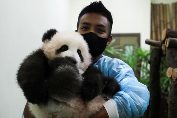 馬來西亞國家動物園熊貓館工作人員手捧大熊貓幼崽。 - 俄羅斯衛星通訊社