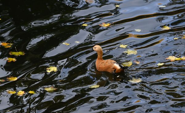 莫斯科紅普列斯尼亞公園池塘里戲水的赤麻鴨。 - 俄羅斯衛星通訊社