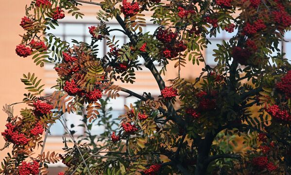 莫斯科列宁大街小公园里的红花楸果。 - 俄罗斯卫星通讯社