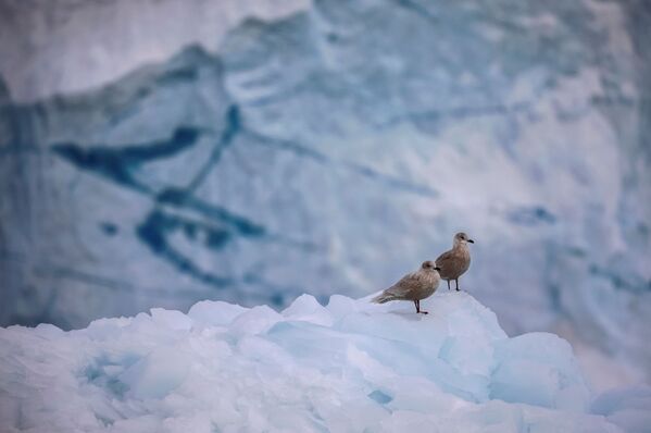 格陵蘭島伊奇普·賽米亞冰川上的海鷗。 - 俄羅斯衛星通訊社