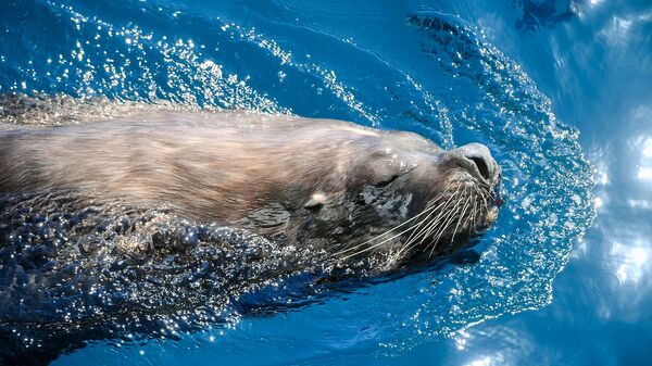濒危海狮现身俄罗斯滨海边疆区海洋保护区 - 俄罗斯卫星通讯社